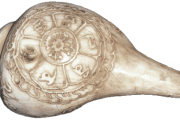 1_muschelhorn